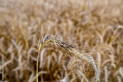 rye with ergot (fungus) in field photo