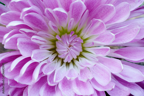 close up pink flower © Kayla