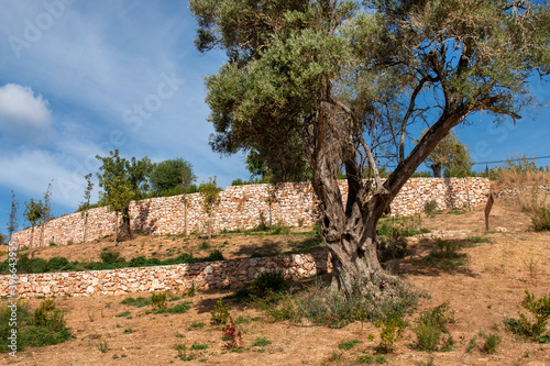 European olive tree (Olea europaea)