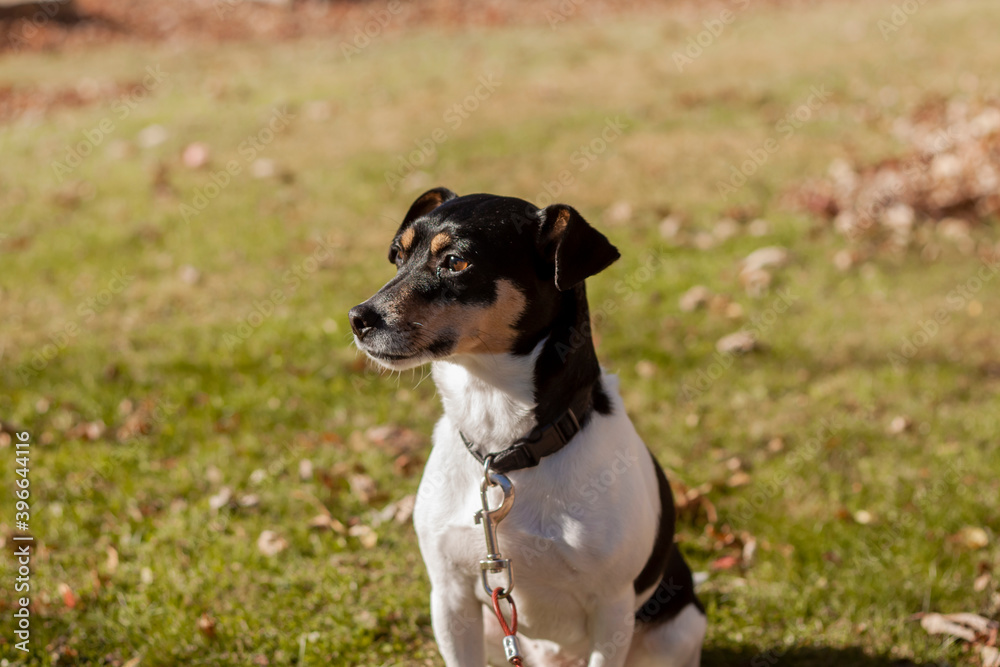 jack russell terrier