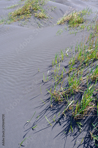 Sand Grass