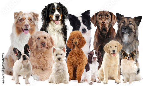 Huge dog group with different dogs