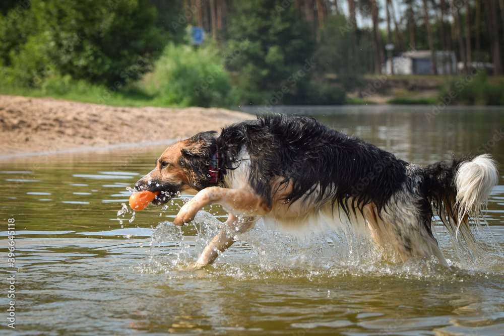 Bohemian Spotted Dog is catching the water. She is really good swimmer. She is waiting for her toy. Bohemian Spotted Dog is catching the water. She is really good swimmer. She is waiting for her toy.