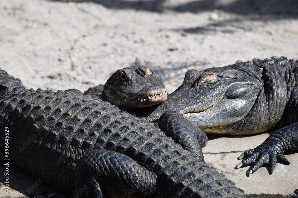 Fototapeta premium alligators