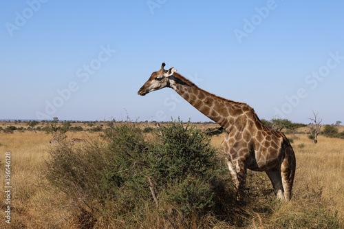 Canvas Print Giraffe / Giraffe / Giraffa Camelopardalis