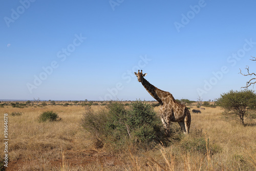 Giraffe   Giraffe   Giraffa Camelopardalis