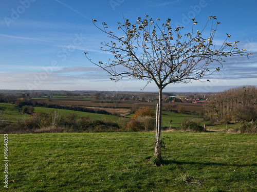 tree in the field