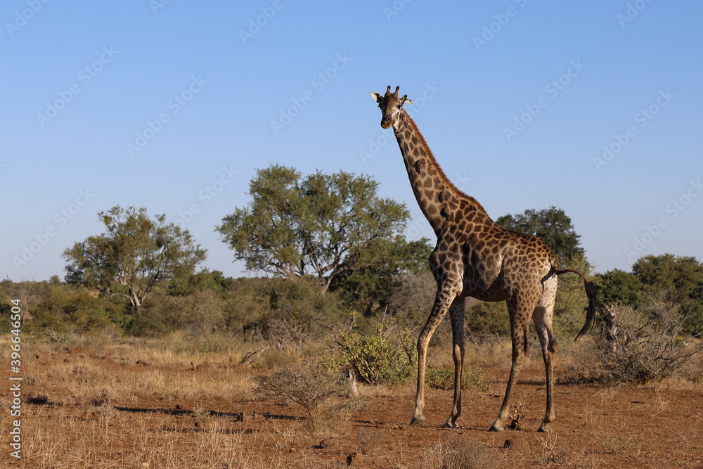 Giraffe / Giraffe / Giraffa Camelopardalis Giraffe / Giraffe / Giraffa Camelopardalis