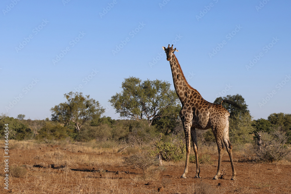 Giraffe / Giraffe / Giraffa Camelopardalis Giraffe / Giraffe / Giraffa Camelopardalis