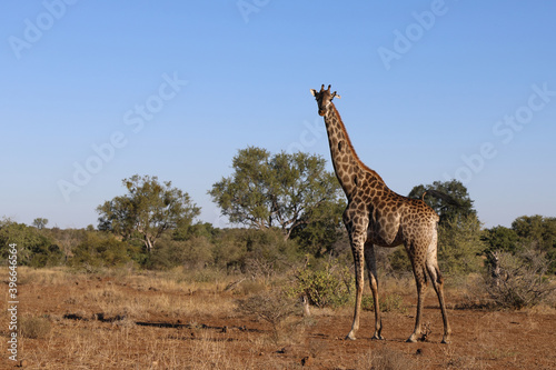 Photography Giraffe / Giraffe / Giraffa Camelopardalis