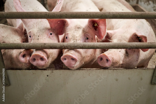 Fototapeta Young pigs in hog farms, Pig industry