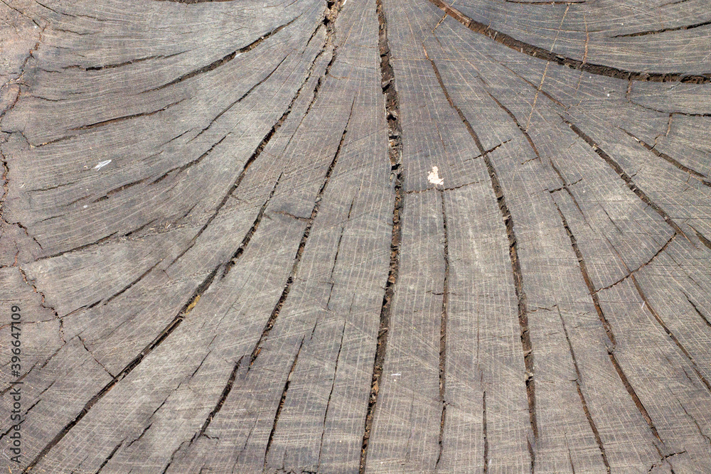 Fototapeta premium madera de tronco de árbol para poner mensajes