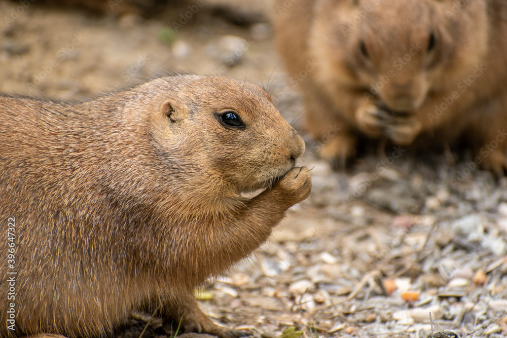 Two little prairie dogs eating together Two little prairie dogs eating together