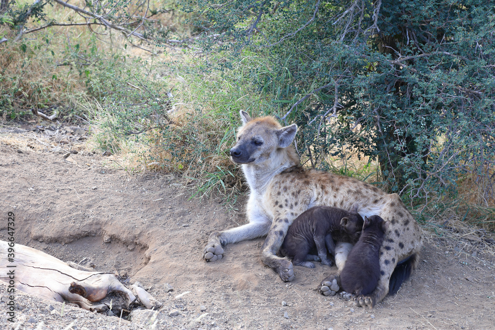 Obraz premium Tüpfelhyäne / Spotted Hyaena / Crocuta crocuta.
