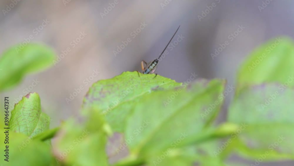 The crawling bug on the top of the green leaf found in the garden in Estonia The crawling bug on the top of the green leaf found in the garden in Estonia