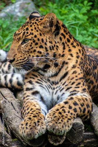 Leopard resting on a tree  forest background