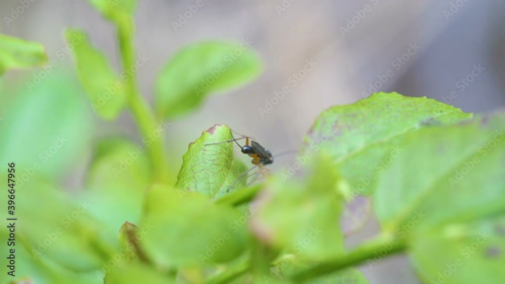 The closer look of the bug on the green leaves in the garden in Estonia The closer look of the bug on the green leaves in the garden in Estonia