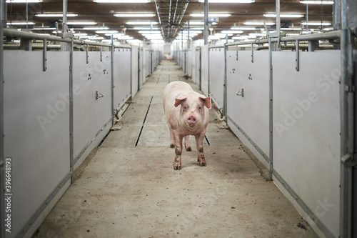 Sow pig standing in a stable.