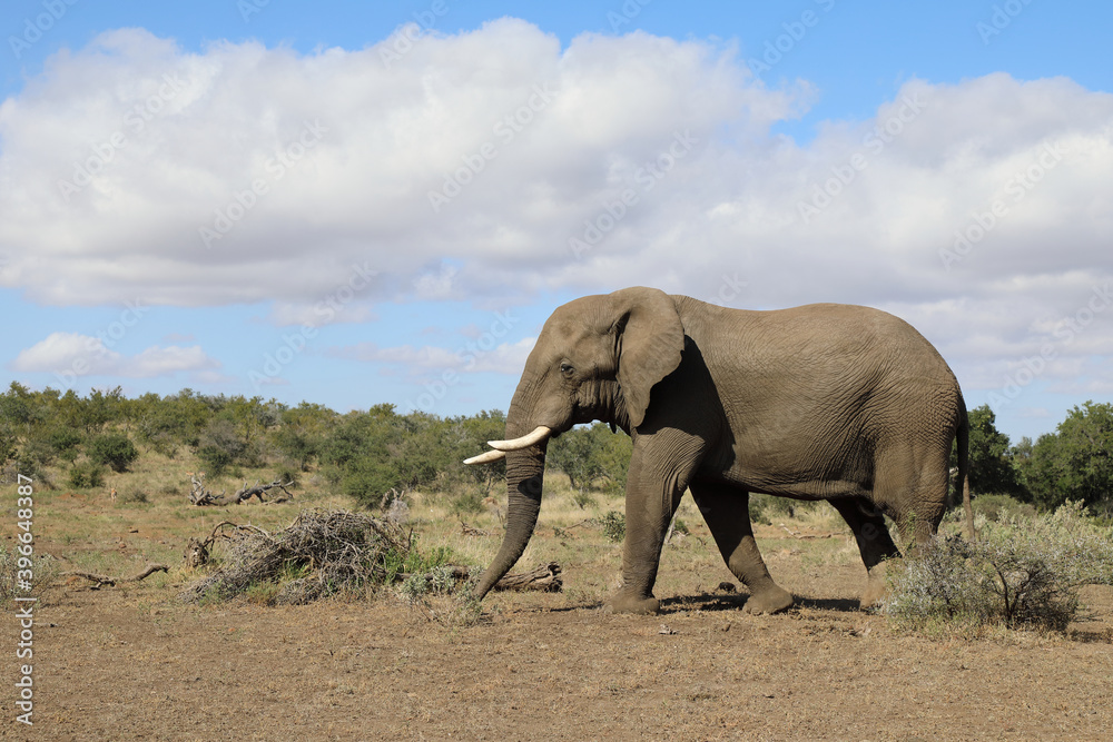 Afrikanischer Elefant / African elephant / Loxodonta africana Afrikanischer Elefant / African elephant / Loxodonta africana