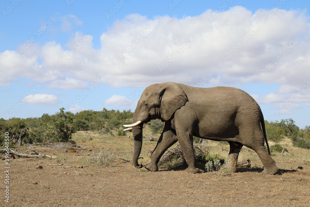 Afrikanischer Elefant / African elephant / Loxodonta africana Afrikanischer Elefant / African elephant / Loxodonta africana