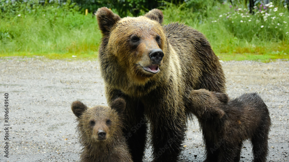 Fototapeta premium Mother bear breastfeeding one of her two cubs. Fagaras Mountains, Romania.