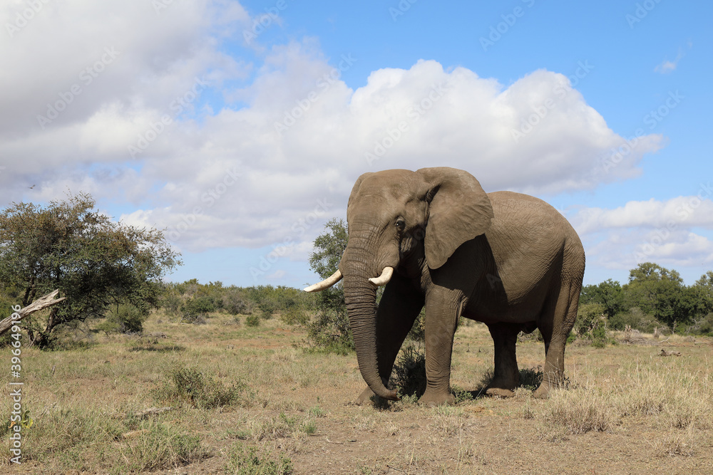 Afrikanischer Elefant / African elephant / Loxodonta africana Afrikanischer Elefant / African elephant / Loxodonta africana