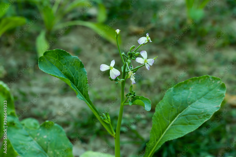 Radish white and purple flower and a delicious vegetables Radish white and purple flower and a delicious vegetables