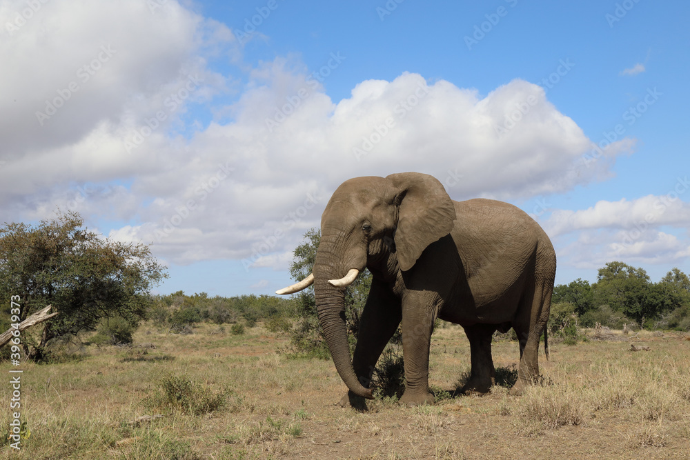 Afrikanischer Elefant / African elephant / Loxodonta africana