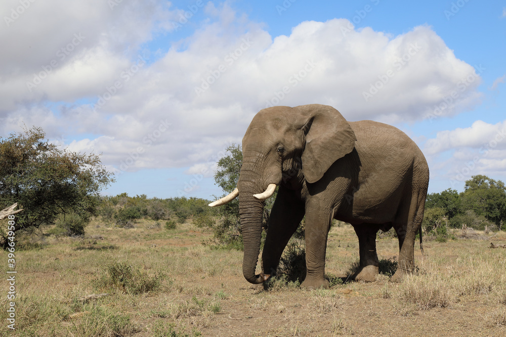 Obraz premium Afrikanischer Elefant / African elephant / Loxodonta africana