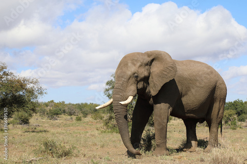 Afrikanischer Elefant   African elephant   Loxodonta africana