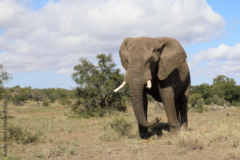 Obraz premium Afrikanischer Elefant / African elephant / Loxodonta africana