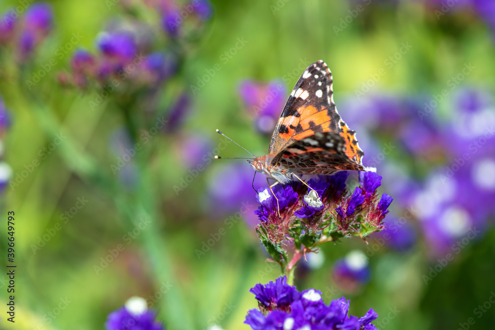 Obraz premium Vanessa cardui butterfly in purple flowers macro insect nature close up summer