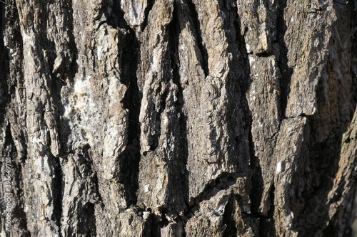 Canvas Print bois texture
