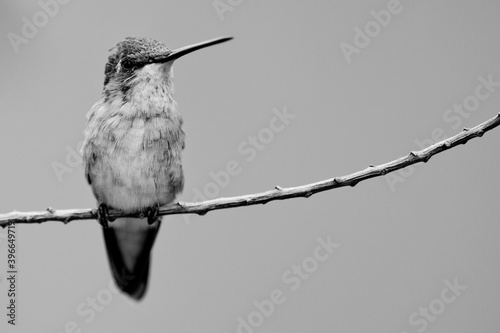 Hummingbird