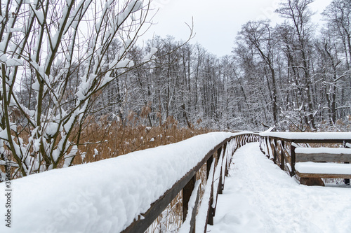 Beautiful winter forest snow scene with wooden path walkway after snowfall. Winter landscape