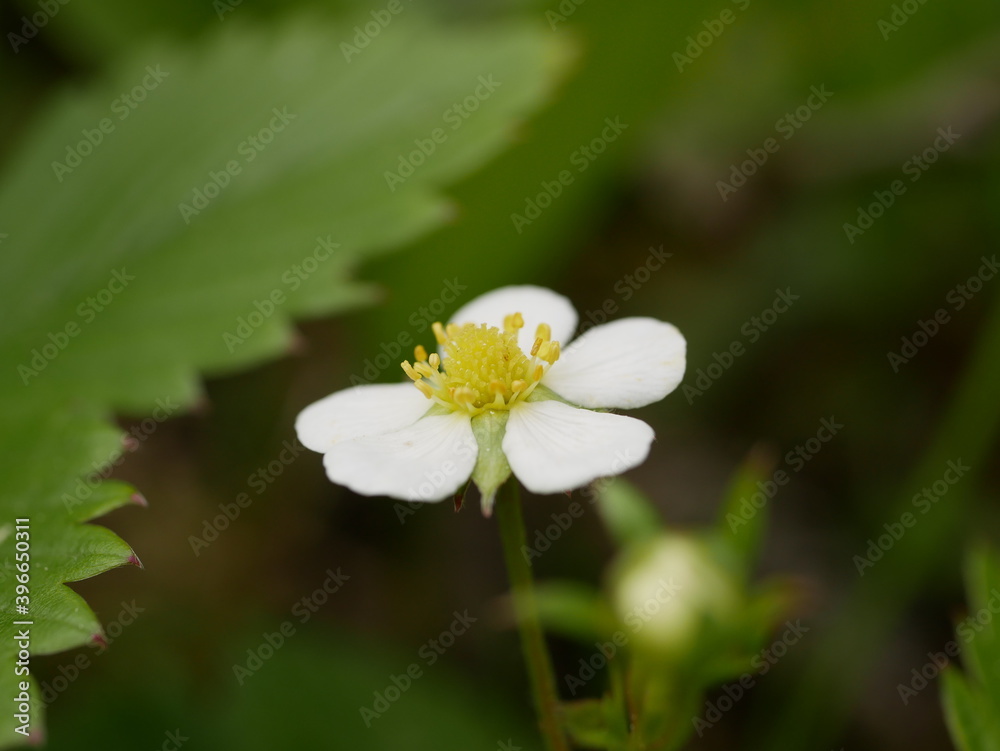 Small white flowers of forest strawberries in the forest against the background of leaves and grass on a sunny spring day. Small white flowers of forest strawberries in the forest against the background of leaves and grass on a sunny spring day.