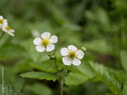 Small white flowers of forest strawberries in the forest against the background of leaves and grass on a sunny spring day.