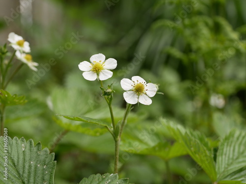 Small white flowers of forest strawberries in the forest against the background of leaves and grass on a sunny spring day.