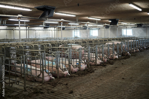 industrial animal farm. Pig sows