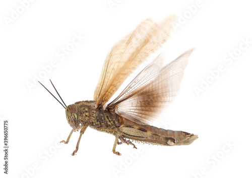 The Egyptian grasshopper or Egyptian locust isolated on white background, Anacridium aegyptium photo