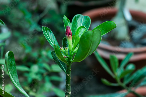 Adenium obesum or Forssk Roem & Schult flowering plants photo