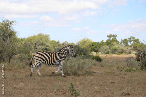 Steppenzebra   Burchell s zebra   Equus burchellii