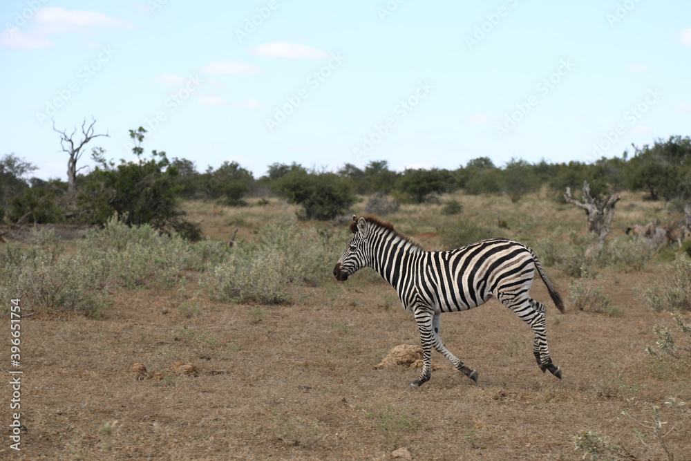 Obraz premium Steppenzebra / Burchell's Zebra / Equus burchellii....