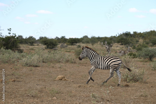 Steppenzebra   Burchell s Zebra   Equus burchellii....