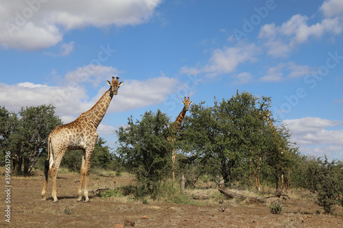 Photography Giraffe / Giraffe / Giraffa Camelopardalis