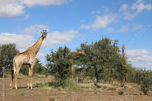 Canvas Print Giraffe / Giraffe / Giraffa Camelopardalis