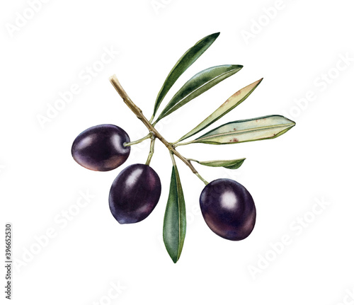 Watercolor olive branch. Ripe black fruits with leaves. Realistic botanical painting with fresh olives. Isolated illustration on white. Hand drawn food design element. High quality image