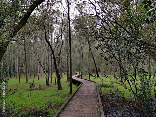 Beautiful view of a boardwalk hiking trail in the national park, Crosslands Reserve, Berowra Valley National Park, Sydney, New South Wales, Australia
 photo