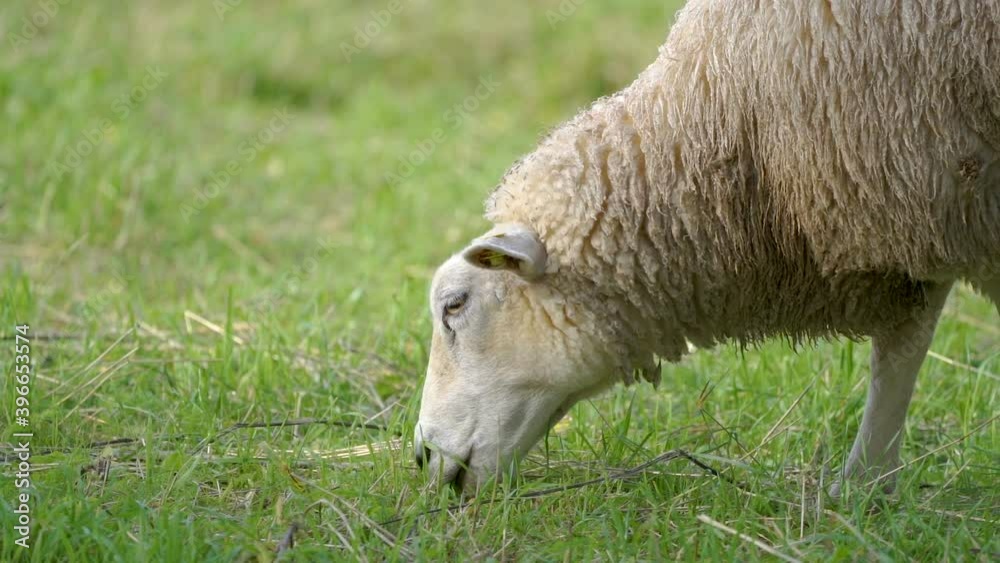 Side view of the white wool sheep on the farm eating some grasses in Estonia Side view of the white wool sheep on the farm eating some grasses in Estonia