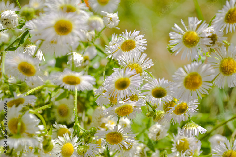 Obraz premium daisies in the field